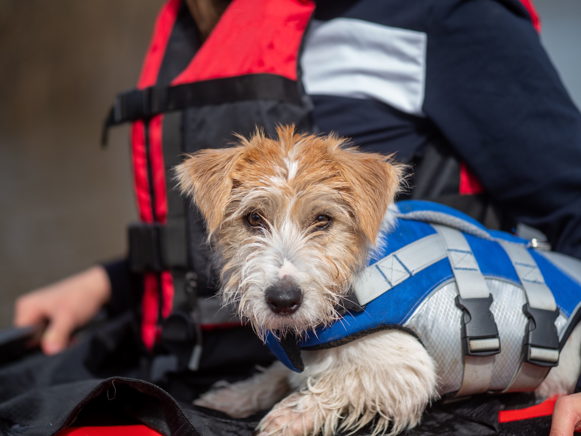 Dog in blue and silver life jacket, dog boating safety concept.