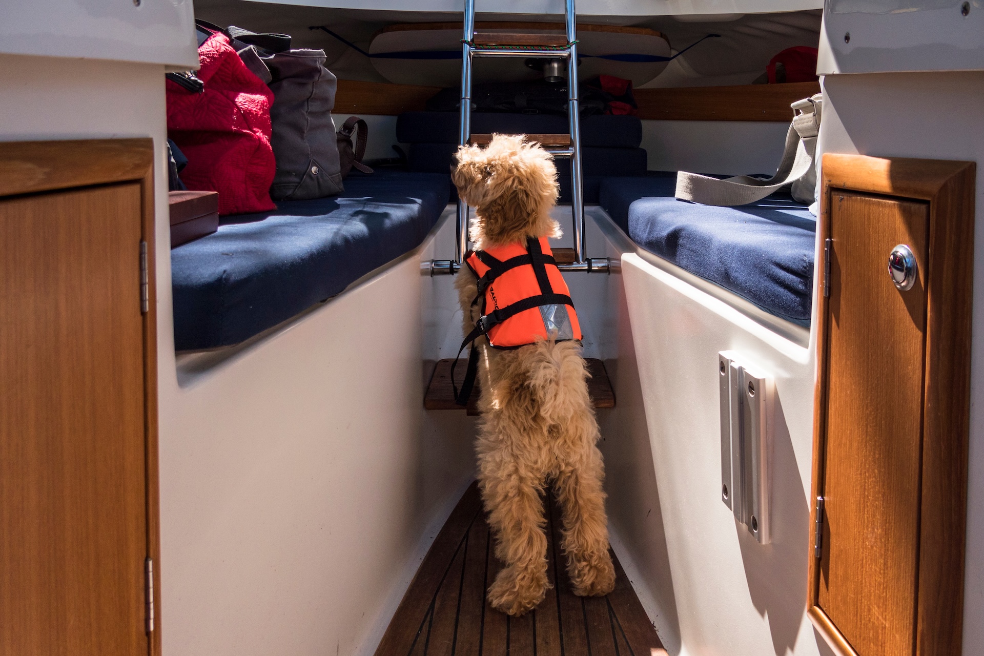 Dog in an orange life vest in a boat's cabin.