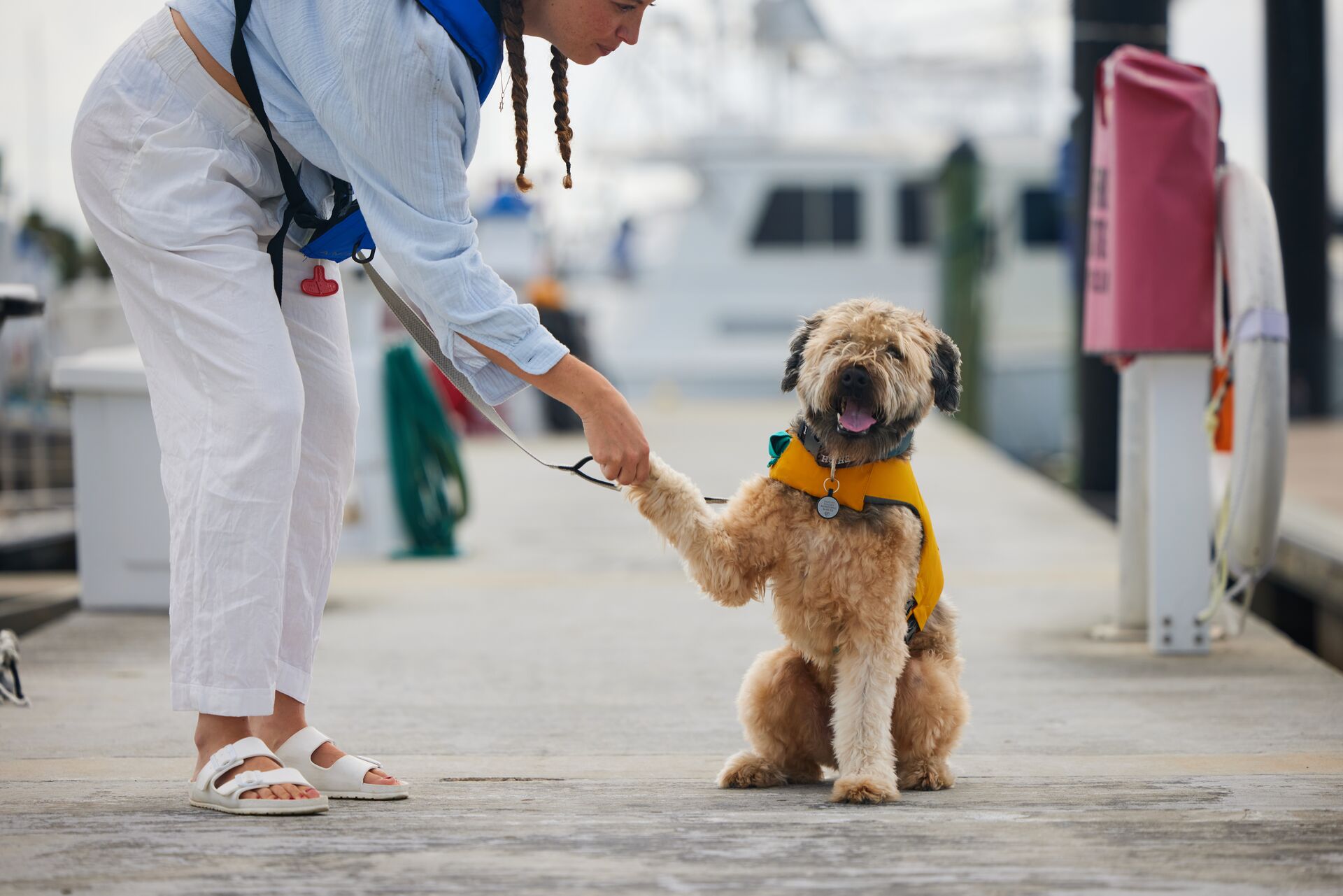 Dog on a dock wearing a life vest shaking a paw with a person.