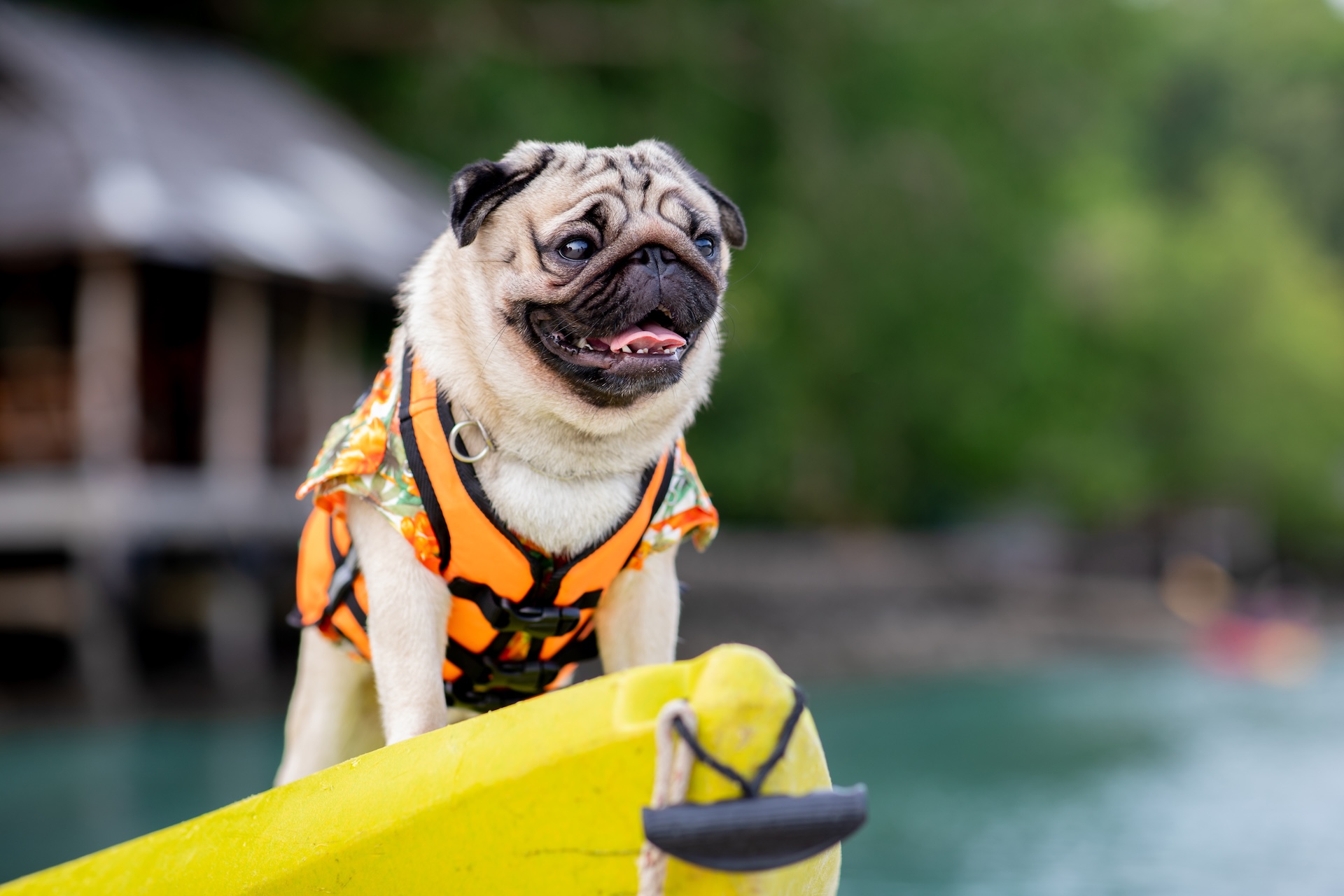 Pug dog in a life jacket on a boat, boating with a dog concept.