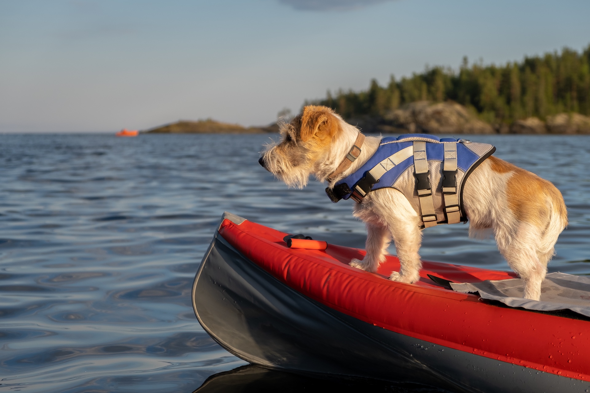 Small dog in life jacket on canoe, do dogs need life jackets on boats concept.