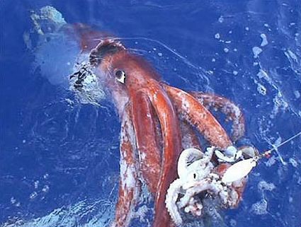 Collosal Squid