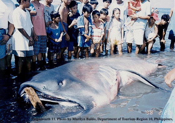 Megamouth Shark