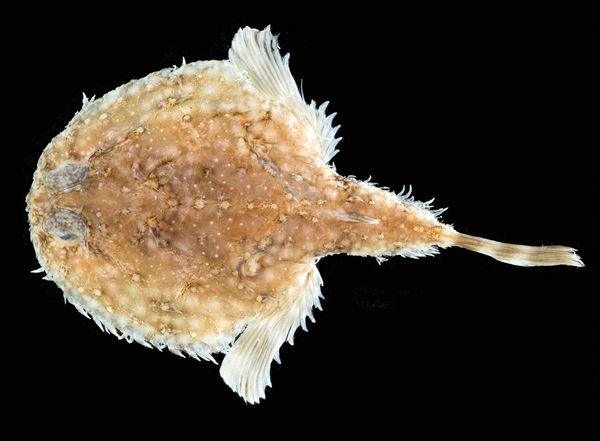 Pancake Batfish