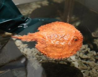 Rarest Catches Boaterexam