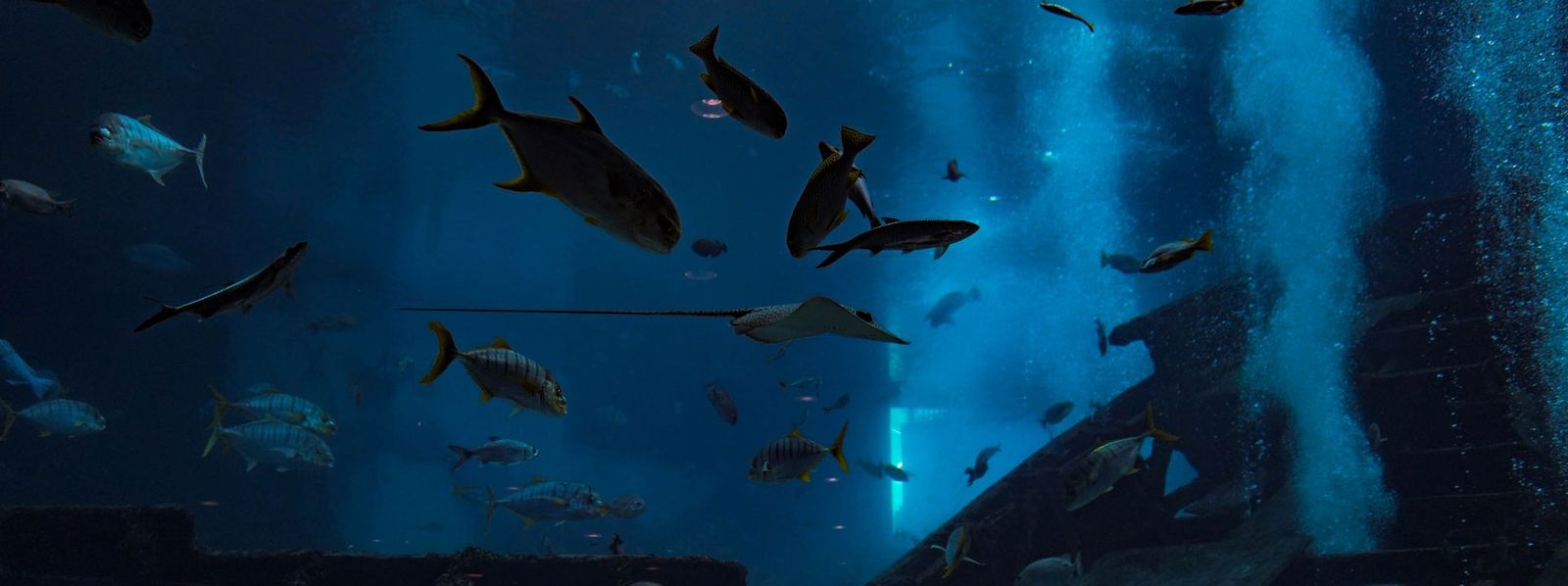 The Top 5 Rarest Fish Ever Caught Boaterexam